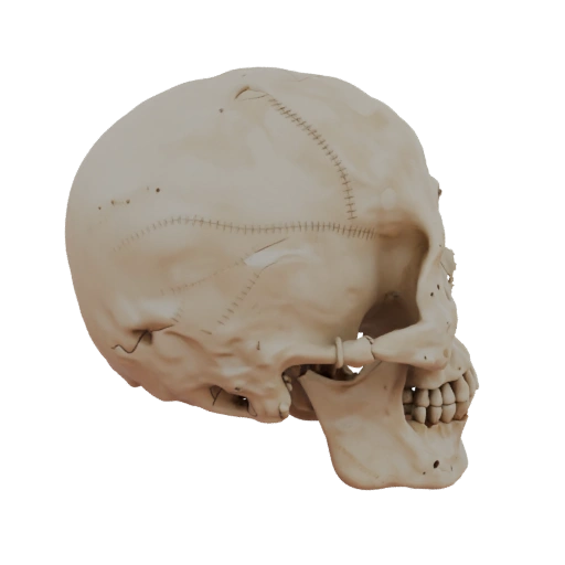 Modelo 3D de Esqueleto de Crânio para Cinema e VFX