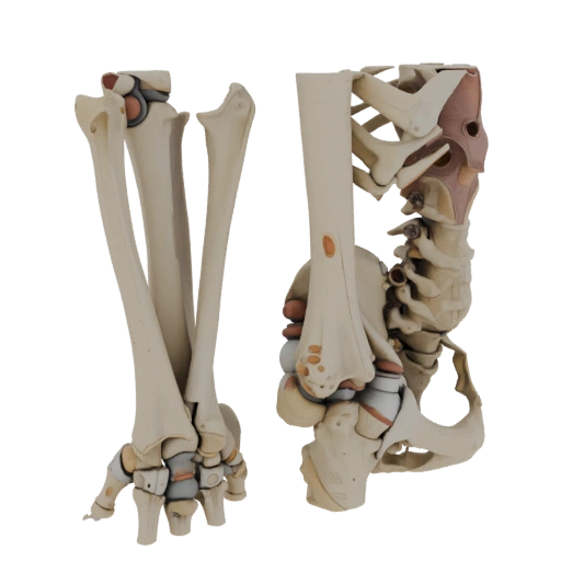 Asset de Render Herói de Esqueleto Articulado 3D para Uso em Estúdio