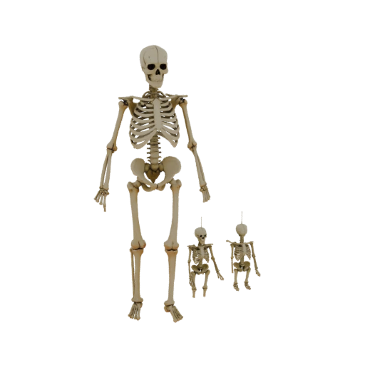Modelo 3D de Ossos de Mão de Corpo Inteiro para Páginas de Navegador AR