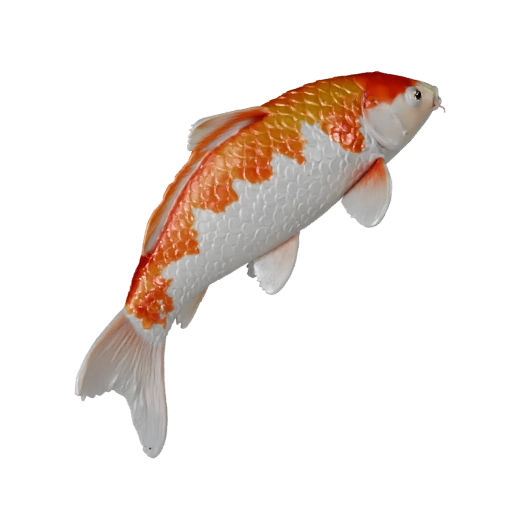 Modèle 3D de Poisson Koi pour Blender - Asset PBR avec Textures | PBR