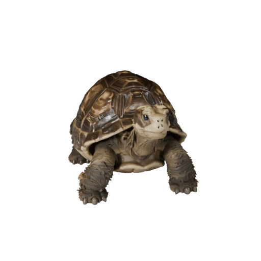 Modèle 3D Tortue pour Blender - Asset PBR avec Textures | PBR