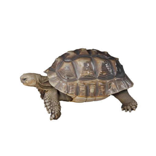 Modelo 3D Realista de Tortuga del Desierto - Activo PBR Rigged para Juegos