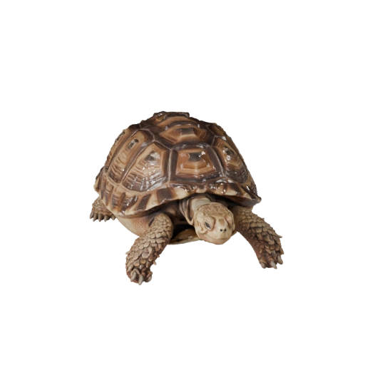 Modelo 3D de Tortuga del Desierto de Alto Poligonaje - Recurso STL Detallado para Impresión