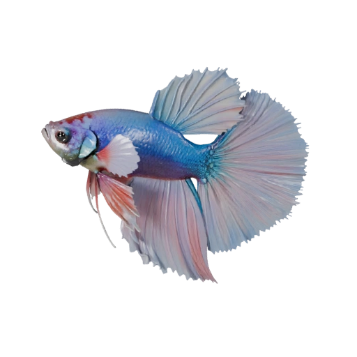 Pez Betta 3D Model para Blender - Activo PBR con Texturas | PBR