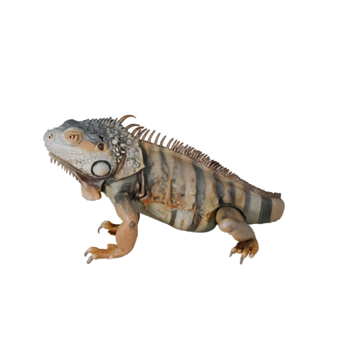 Modelo 3D Iguana Realista - Activo PBR Rigged para Juegos | PBR