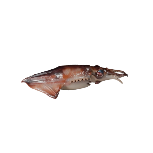 Realistischer Tintenfisch 3D-Modell - Rigged PBR Asset für Spiele | Lizenzfrei