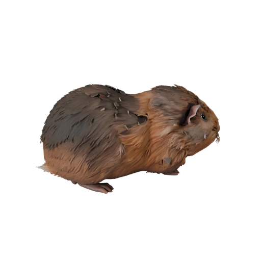 Modèle 3D de cochon d'Inde pour Blender - Asset PBR avec Textures | PBR