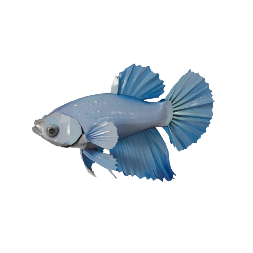 Modelo 3D de Pez Betta Poligonal Bajo - Asset de Juego para Unity con FBX | PBR