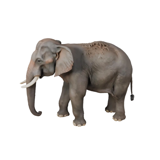 Asiatischer Elefant 3D-Modell für Blender - PBR-Asset mit Texturen