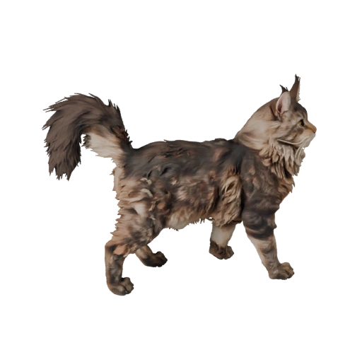 Maine Coon 3D Modell für Blender - PBR Asset mit Texturen | PBR