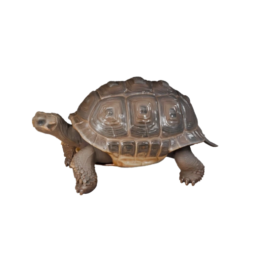 Cartoon Galapagos-Riesenschildkröte 3D Modell - Stilisierter Asset für Animation