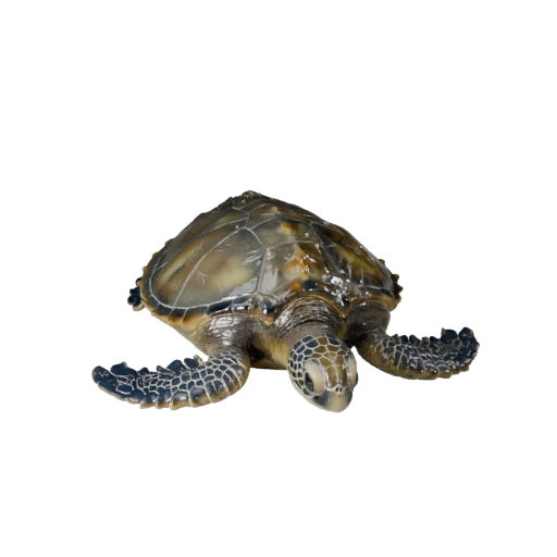 Meeresschildkröte 3D Modell für Blender - PBR Asset mit Texturen | PBR
