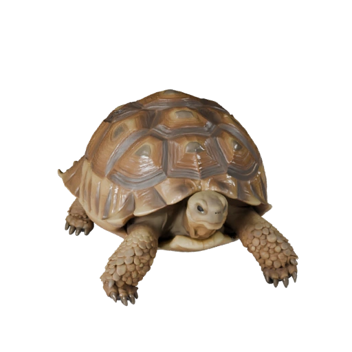 Modelo 3D de Tortuga del Desierto para Blender - Activo PBR con Texturas