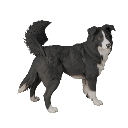 Modelo 3D de Perro Border Collie para Blender - Asset PBR con Texturas