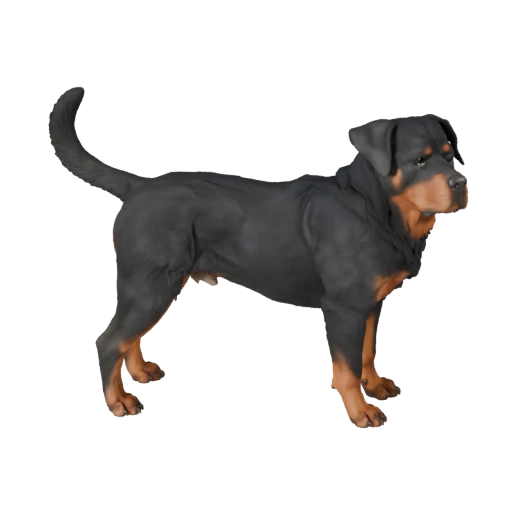 Realistischer Rottweiler Hund 3D Modell - Rigged PBR Asset für Spiele