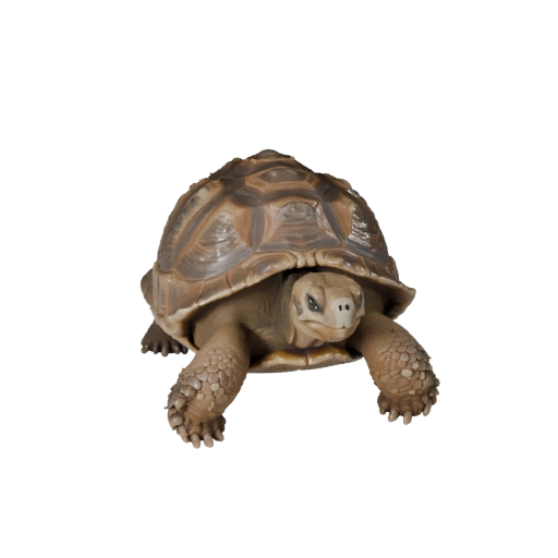 Realistische Galapagos-Riesenschildkröte 3D-Modell - Rigged PBR Asset für Spiele