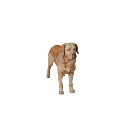 Labrador Retriever Hund 3D Modell für Blender - PBR Asset | PBR