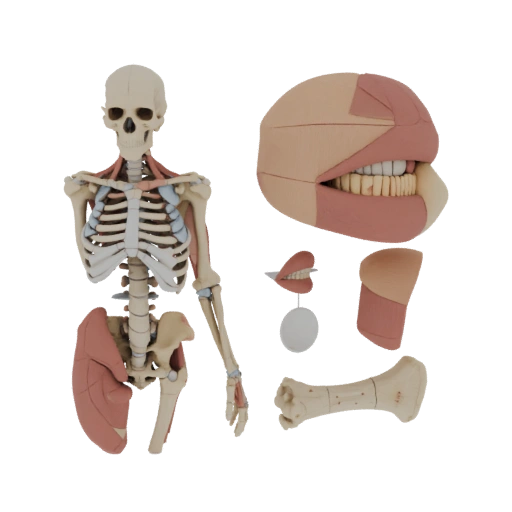 Science, Medical & Anatomy