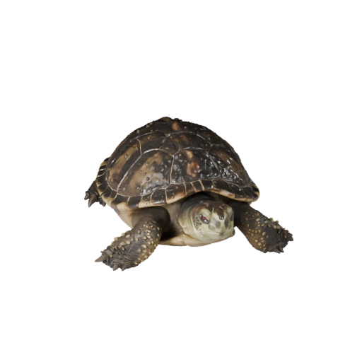 Tartaruga-mordedora 3D Model para Unity - Asset Pronto para Jogo, FBX