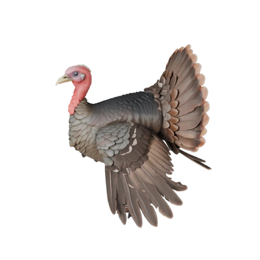 Modelo 3D de Pavo para Blender - Asset PBR con Texturas | Libre de Regalías