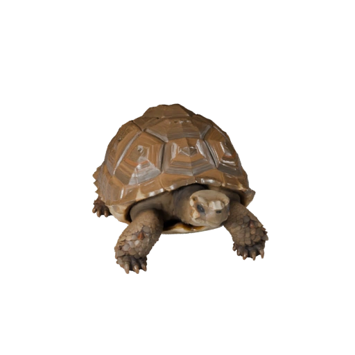 Low Poly Galapagos-Riesenschildkröte 3D-Modell - Unity Game Asset mit FBX