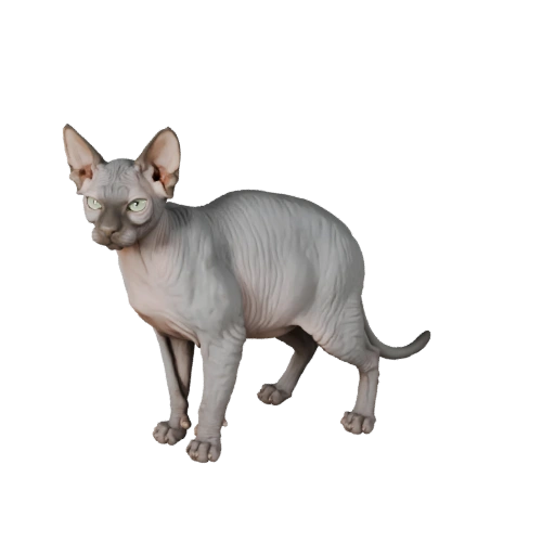Modelo 3D Realista de Gato Esfinge - Activo PBR Riggeado para Juegos