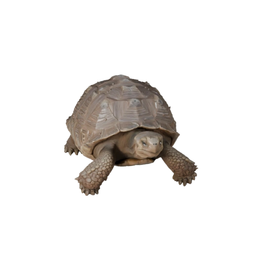 Galapagos-Riesenschildkröte 3D-Modell für Unity - Spielfertiges Asset, FBX