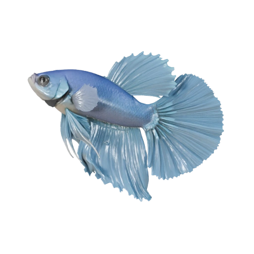 Modelo 3D de Pez Betta Caricatura - Asset Estilizado para Animación