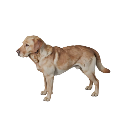 Realistischer Labrador Retriever Hund 3D Modell - PBR Asset für