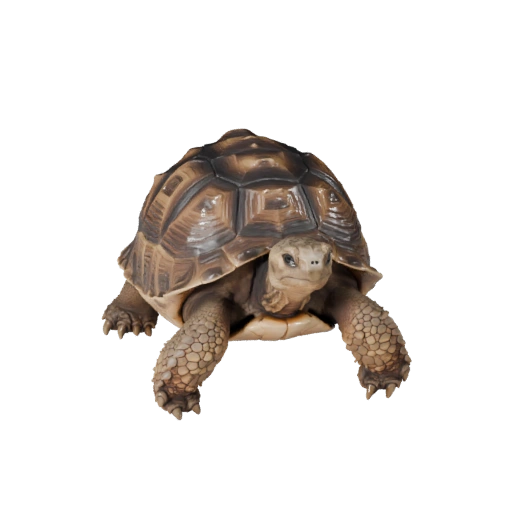Modelo 3D de Tortuga del Desierto para Unity - Asset Listo para Juego, FBX