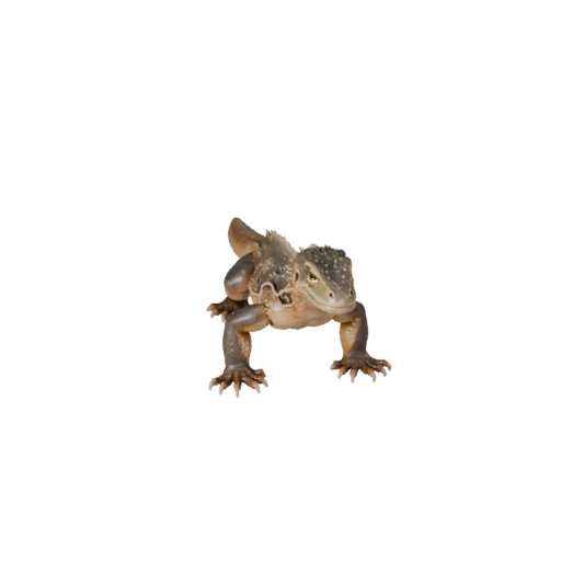 نموذج ثلاثي الأبعاد لـ Monitor Lizard واقعي - أصل PBR مجهز للألعاب