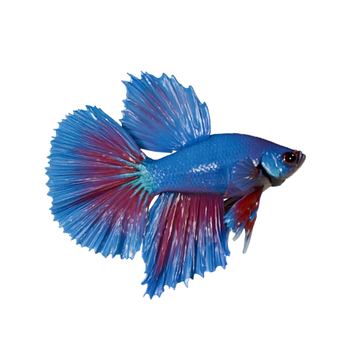 Modelo 3D de Pez Betta de Alto Poligonaje - Recurso STL Detallado para Impresión