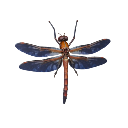 نموذج ثلاثي الأبعاد لـ Dragonfly لـ Blender - أصل PBR مع نسيج | PBR