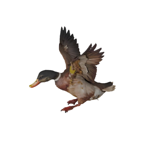 Realistische Ente 3D-Modell - Rigged PBR-Asset für Spiele | Lizenzfrei