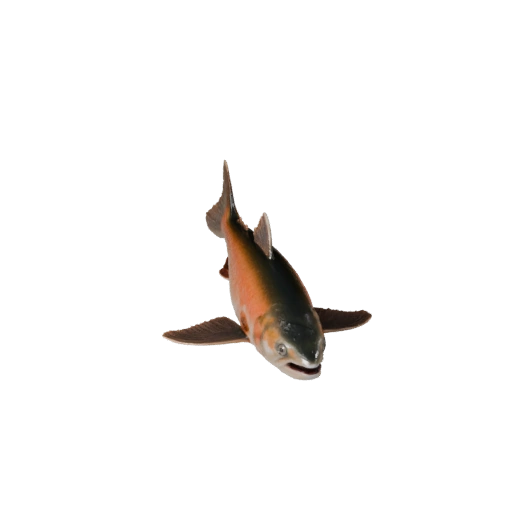 Modelo 3D de Salmón para Unity - Activo Listo para Juego, FBX | Libre de Regalías