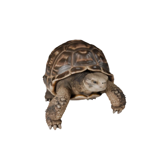 Modèle 3D de Tortue pour Unity - Asset prêt pour le jeu, FBX | Libre de droits